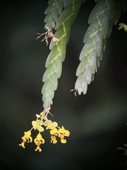 Lockhartia amoena, photograph Roger A. Morales-Flores, CC BY, iNaturalist via GBIF