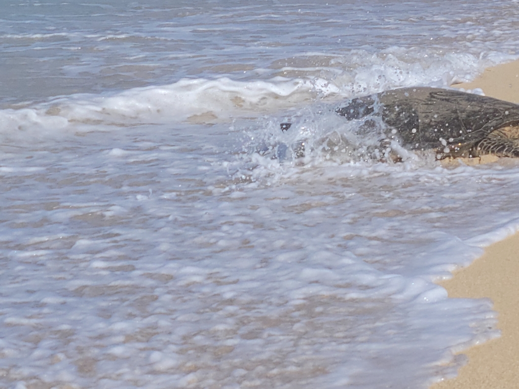 Green Sea Turtle In February 2022 By Debbiedee INaturalist   Large 