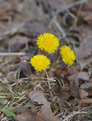 Tussilago farfara