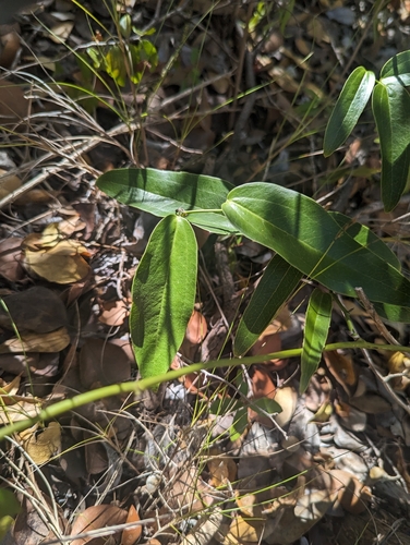 Everglades greenbrier (Smilax coriacea)