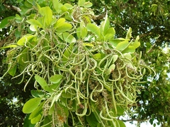 Terminalia buceras