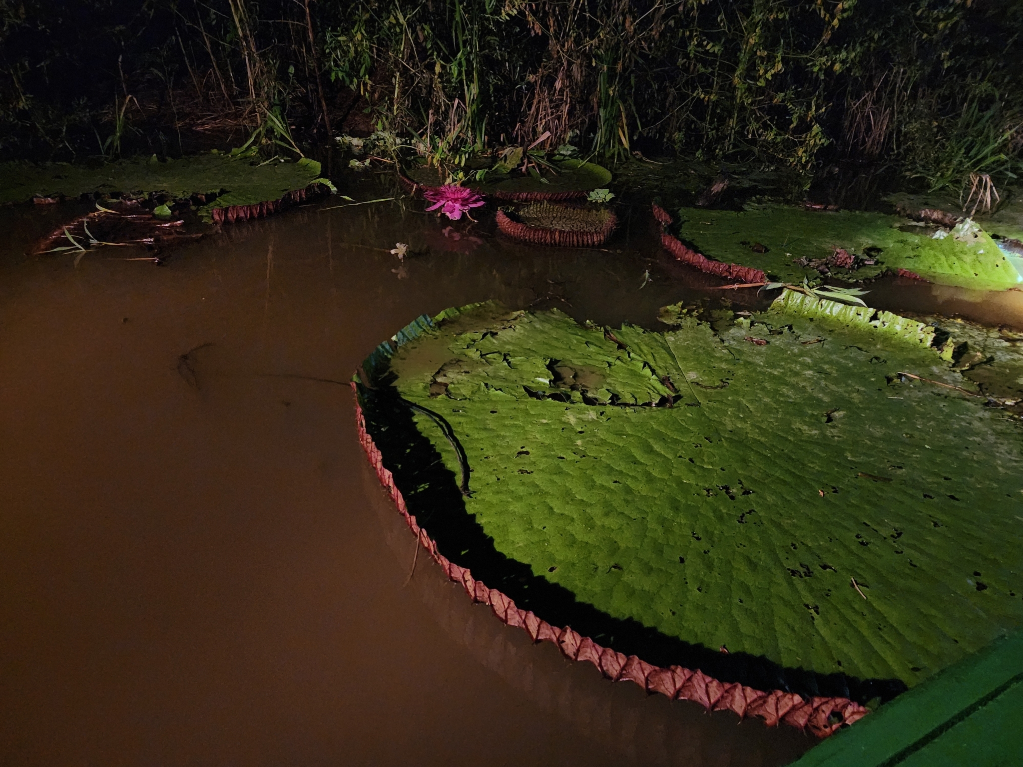 Imagem de Vitória-régia