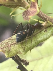Camponotus socius