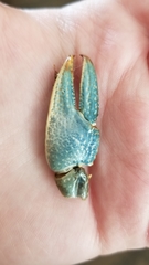 Lacunicambarus polychromatus