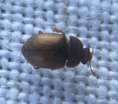 Epuraea melanocephala