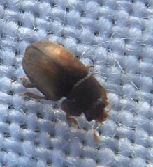 Epuraea melanocephala