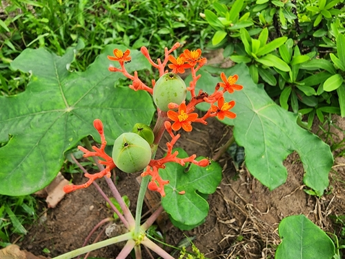 Foto de Barrigudinha