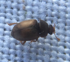 Epuraea melanocephala