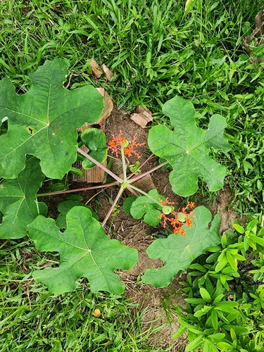 Foto de Barrigudinha