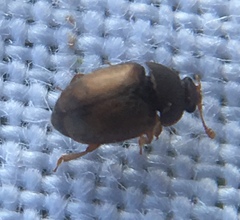 Epuraea melanocephala