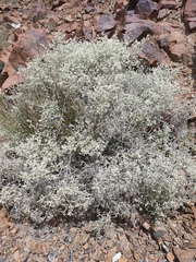 Plocama aucheri