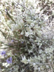 Plocama aucheri