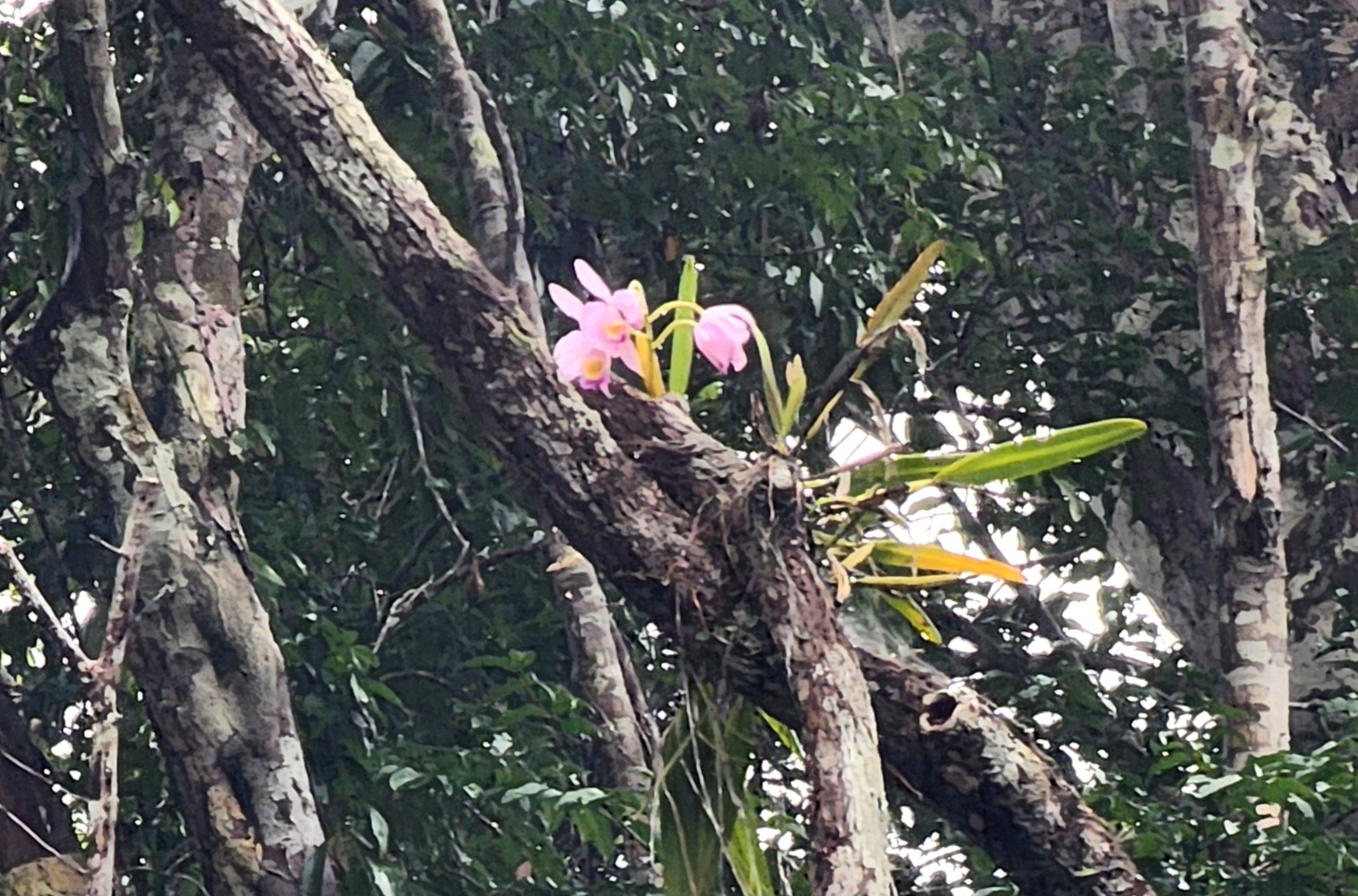Imagem de Orquídea