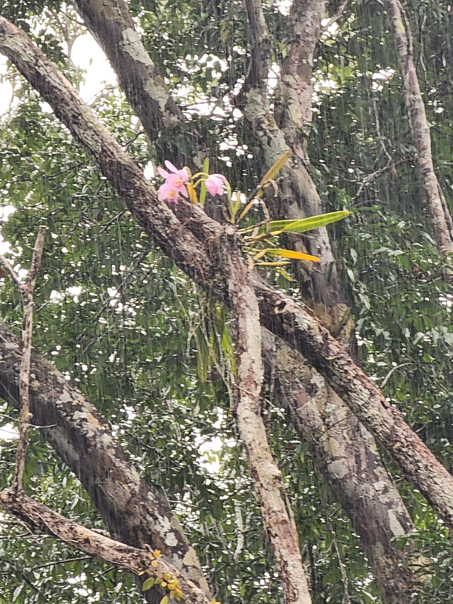 Imagem de Orquídea