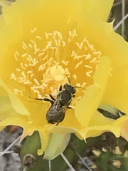 Lithurgopsis gibbosa