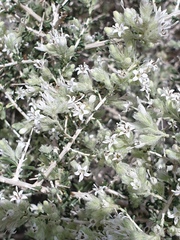 Plocama aucheri