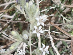 Plocama aucheri