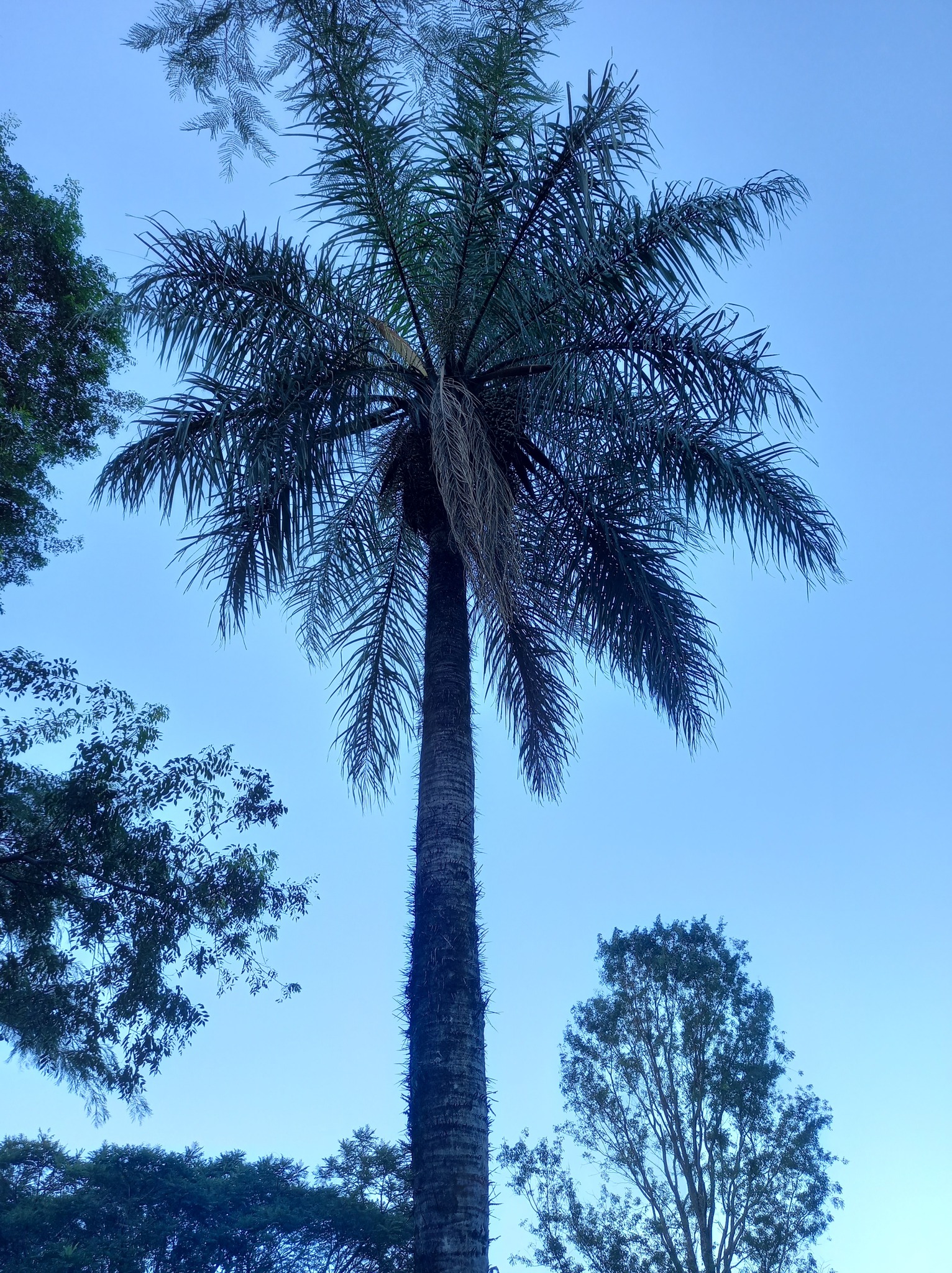 Imagem de Macaúba