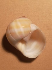 Natica vitellus