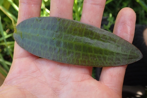 Image of Swamp Lily (Ottelia ovalifolia) by (c) Oscar Dove, some rights reserved (CC BY)