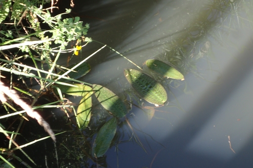 Image of Swamp Lily (Ottelia ovalifolia) by (c) Oscar Dove, some rights reserved (CC BY)