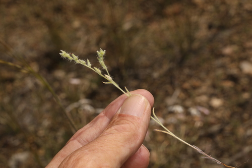 Image of gray cryptantha by (c) Steve Matson, some rights reserved (CC BY)