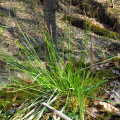 Carex communis
