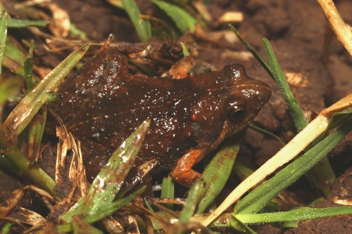 Microhyla orientalis