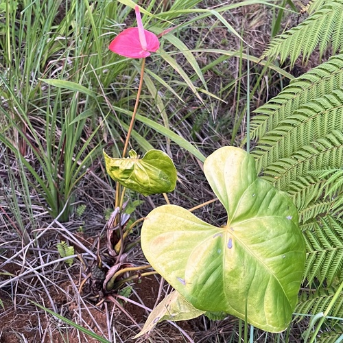 Foto de Antúrio