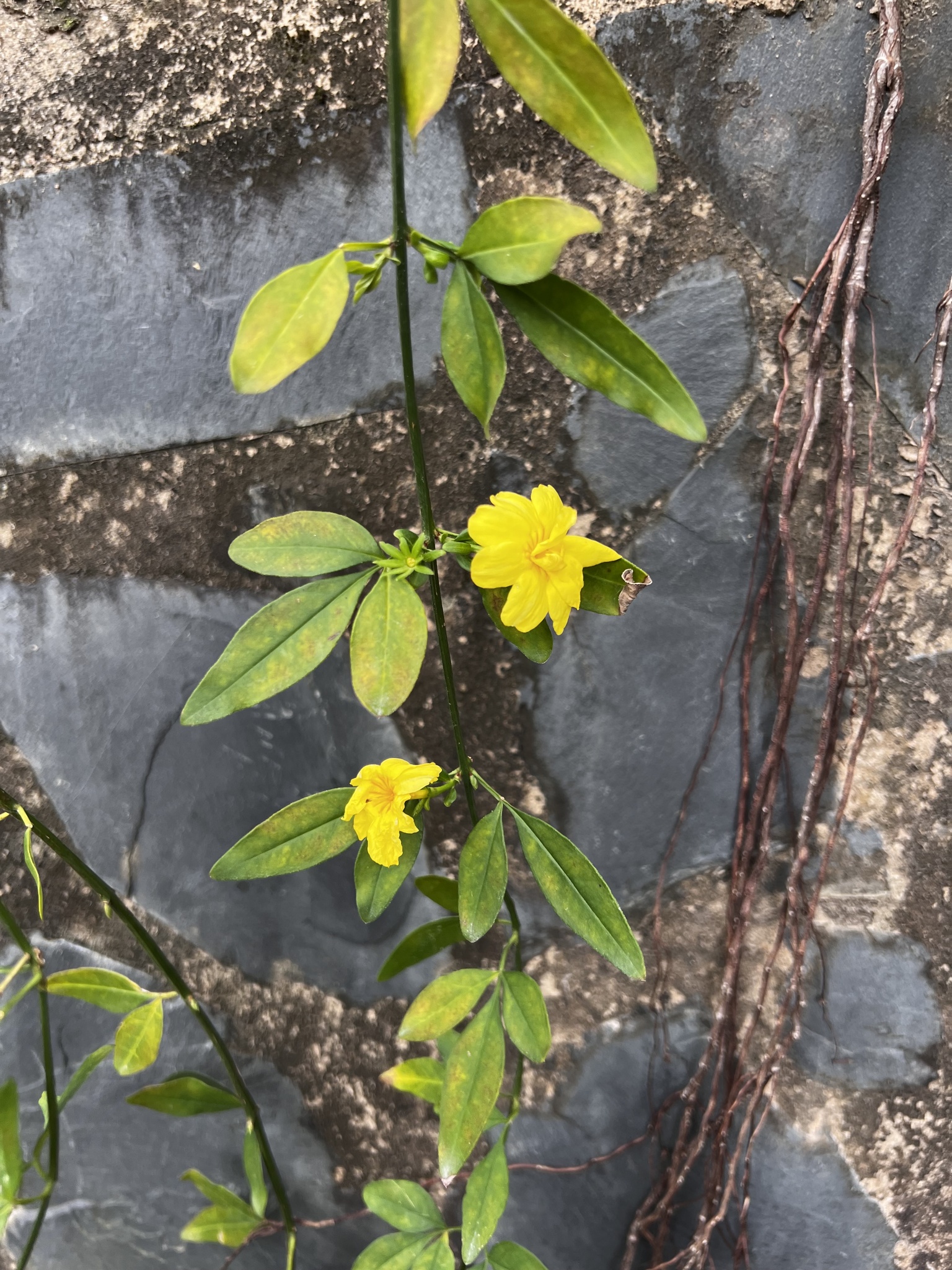 Imagem de Jasmim-amarelo