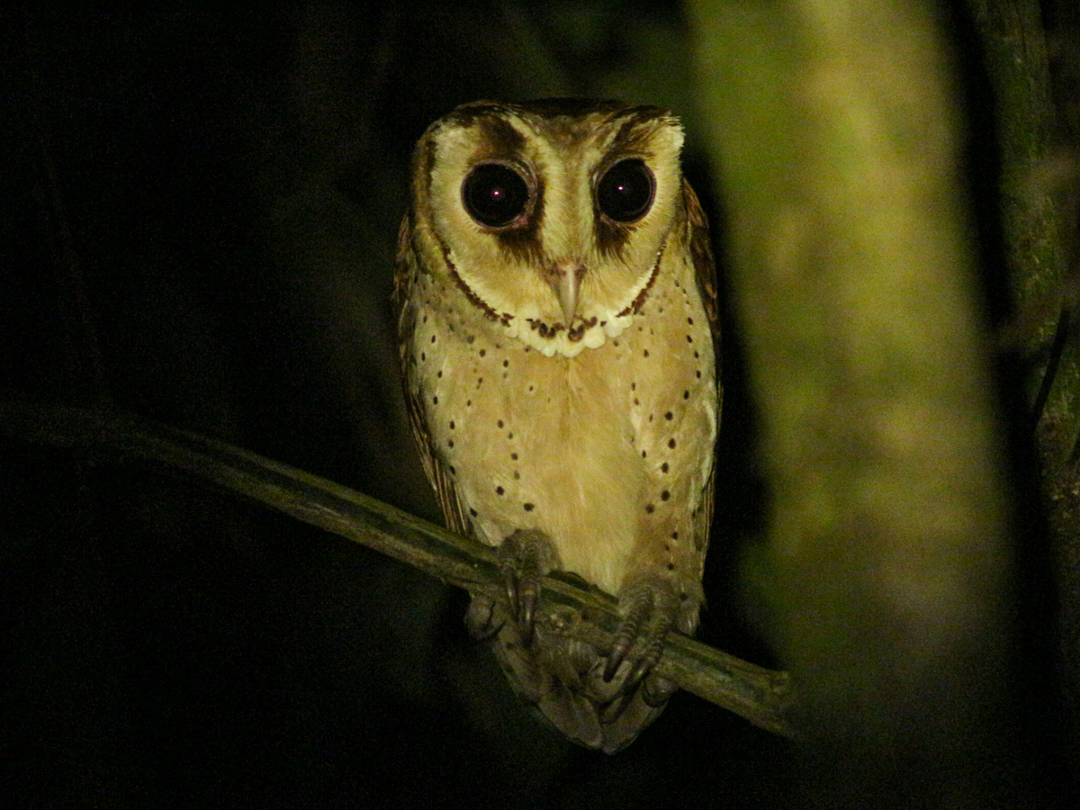 Oriental Bay Owl
