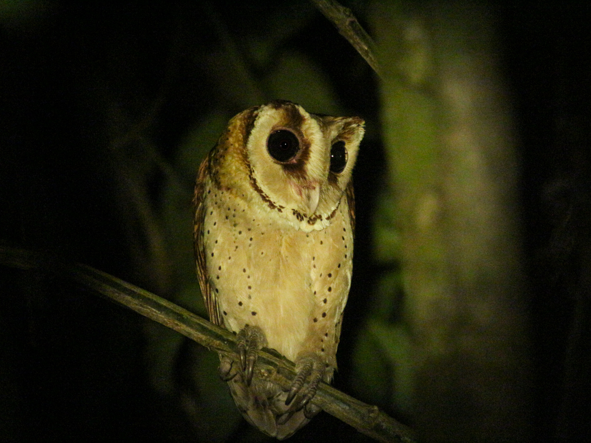 Oriental Bay Owl