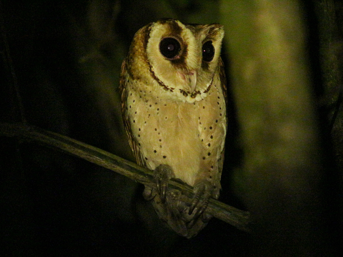Oriental Bay Owl
