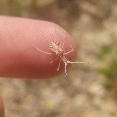 Cercinthus lehmannii