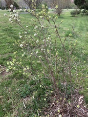 Fothergilla gardenii