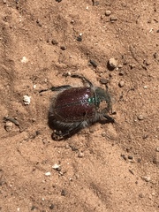 Paracotalpa granicollis