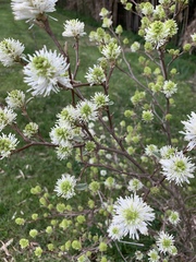 Fothergilla gardenii