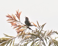 Thryomanes bewickii