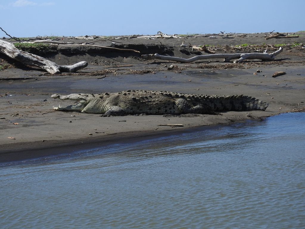 American Crocodile In January 2024 By Michael Weisensee INaturalist   Large 