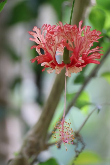 Imagem de Hibisco-aranha