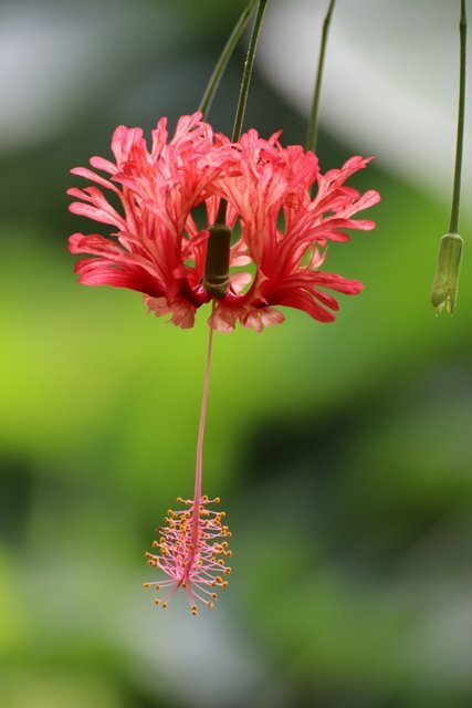 Imagem de Hibisco-aranha