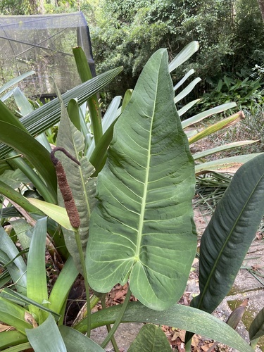 Anthurium xanthophylloides