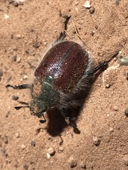 Paracotalpa granicollis