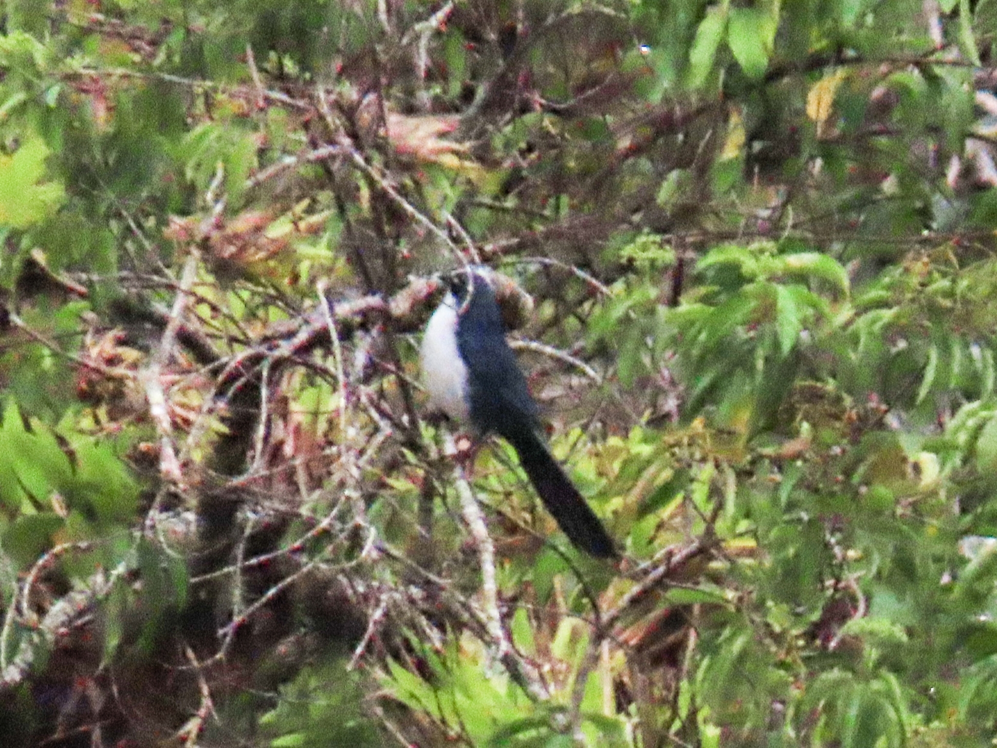 Blue-and-white Mockingbird (Melanotis hypoleucus), photo 5