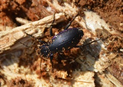 Carabus purpurascens