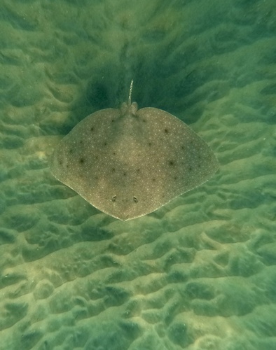 Longsnout butterfly ray (Gymnura crebripunctata) — Gymnuridae — 5