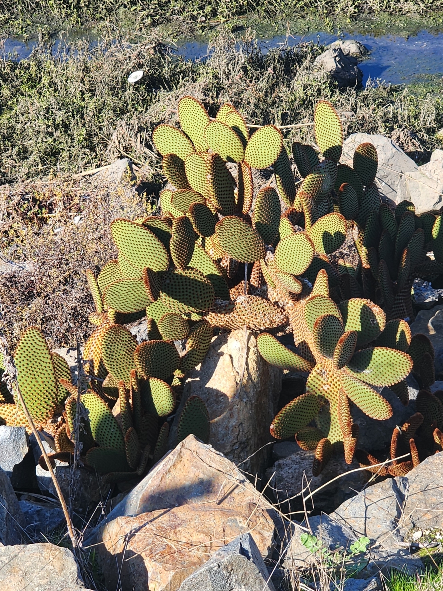 Imagem de Palma-de-santa-rita