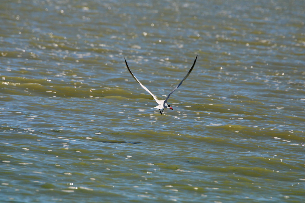 Caspian Tern from P.º Ramón Corona 24, Malecón, 45900 Chapala, Jal ...