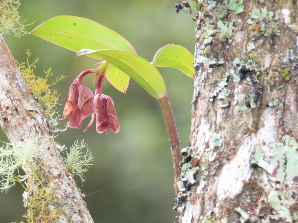 Epidendrum cerinum Schltr.