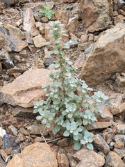 Forsskaolea tenacissima